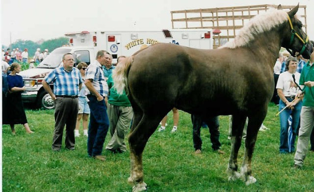 A big brown horse in front of White Horse... Summer 1994.